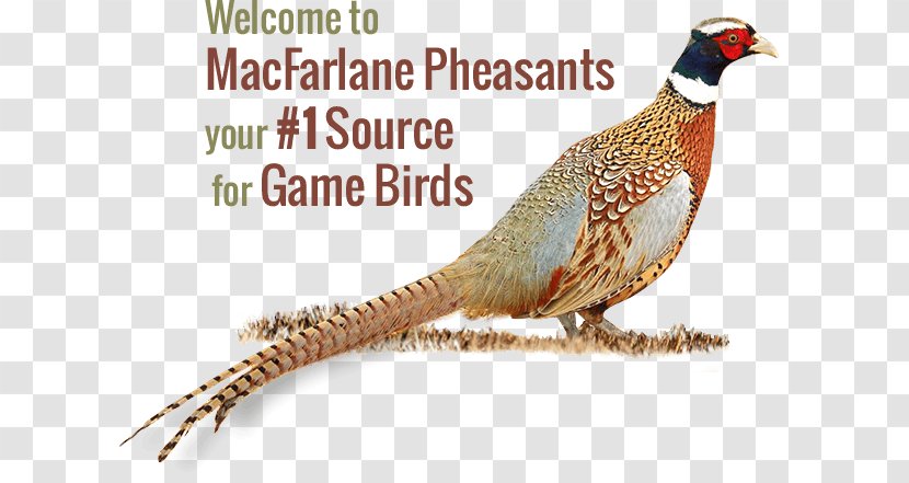 MacFarlane Pheasants Inc. Upland Game Bird Transparent PNG