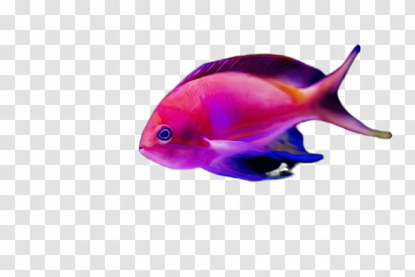 Fish Pink Violet Aquarium Decor - Deep Sea Parrotfish Transparent PNG