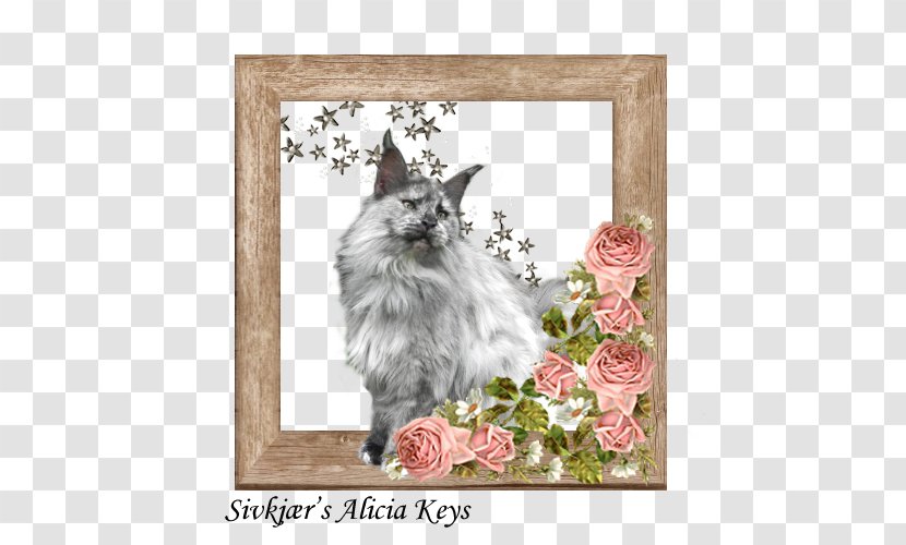 Whiskers Maine Coon Kitten Raccoon - Carnivoran Transparent PNG