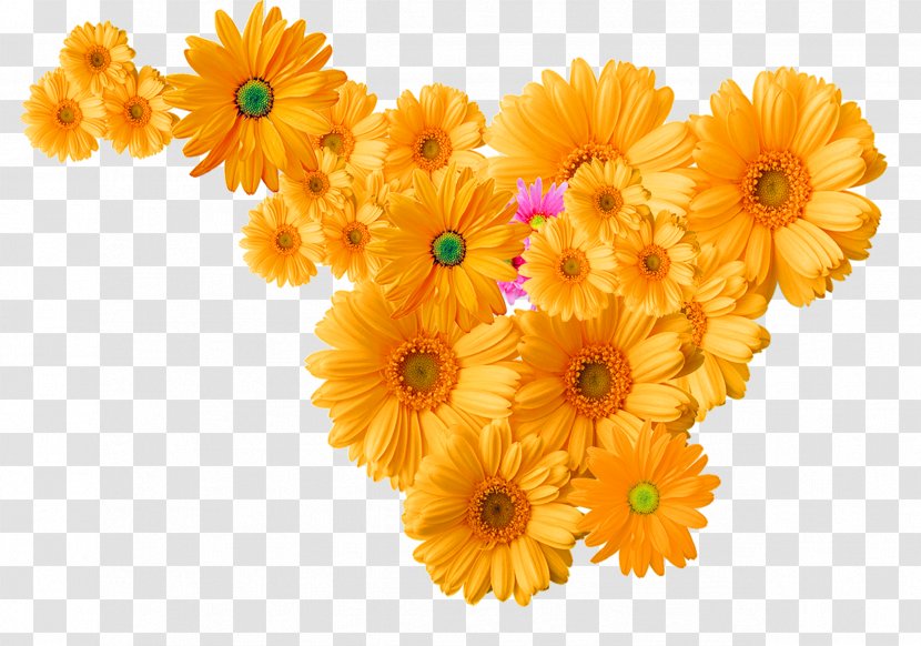 Flower Chrysanthemum Icon - Daisy - Yellow Decoration Pattern Transparent PNG