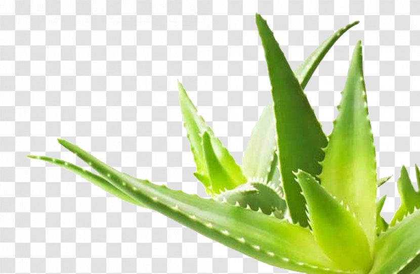 Aloe Vera Plant Gel Skin - Medicinal Plants Transparent PNG