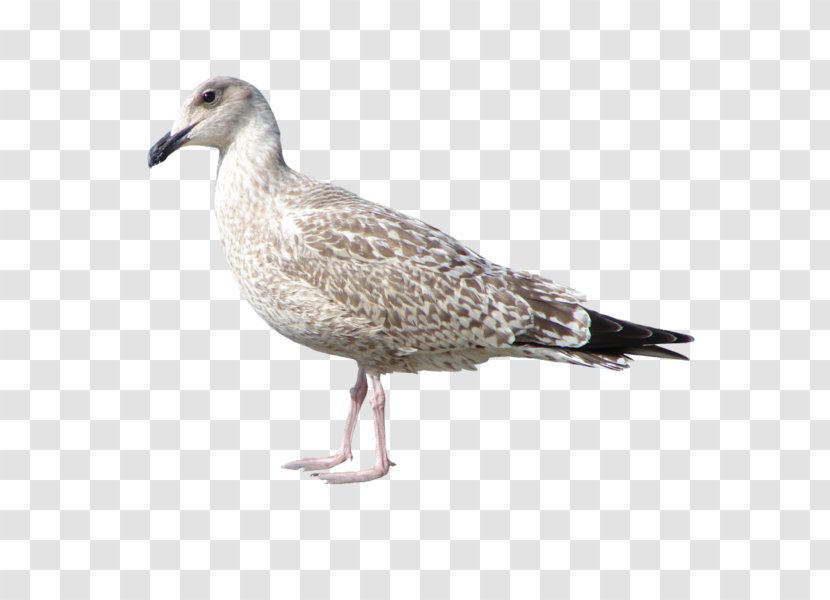European Herring Gull Bird Gulls Great Black-backed Transparent PNG