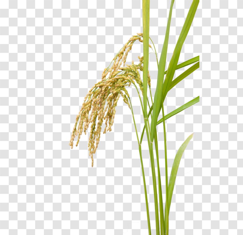 Zhangjiajie Rice Chongqing Cereal Crop - Grass - Field Paddy Transparent PNG