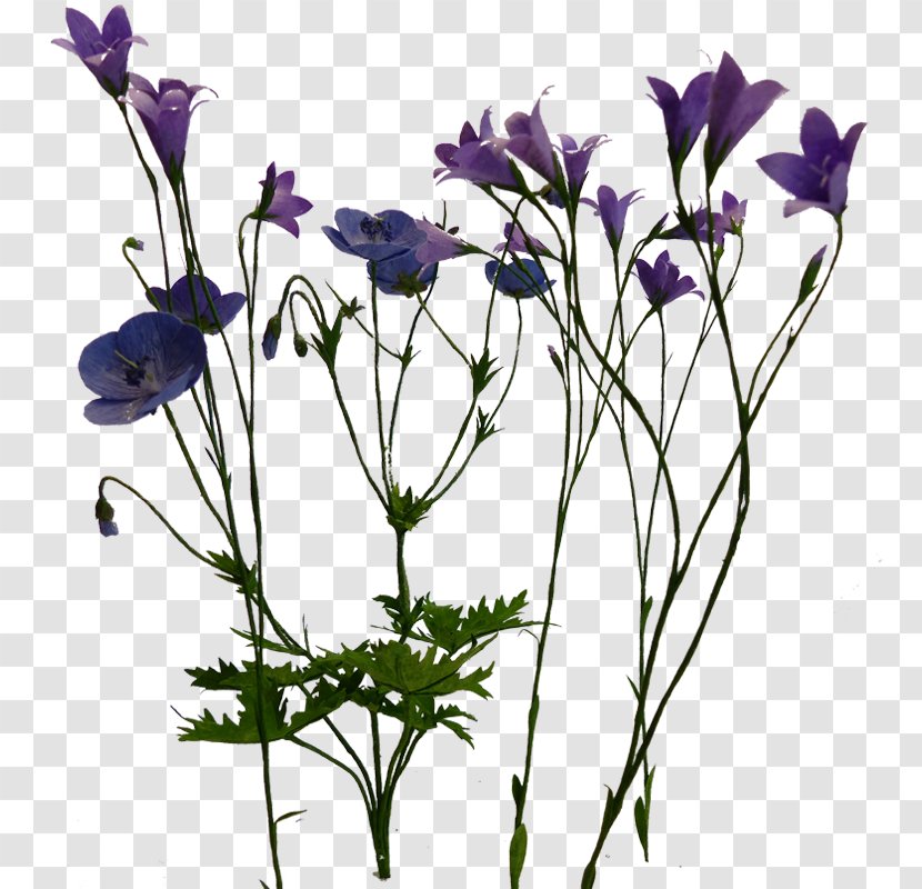 Anemone Cut Flowers Plant Stem Petal Bellflowers - Bellflower Family - Violet Transparent PNG