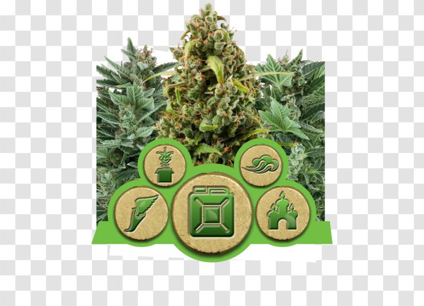 Cannabis Sativa Autoflowering Cultivation Seed - Haze Transparent PNG