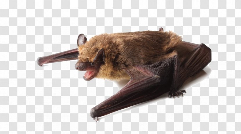 Little Brown Bat Big Bug-Off Exterminators, Inc. House - Raccoon Transparent PNG