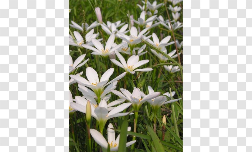 Pyrenees Star Of Bethlehem Garden Star-of-bethlehem CJSC EDELWEISS-M - Flora - Plant Transparent PNG