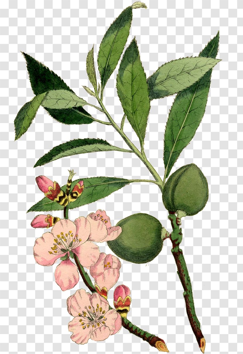 Almond Blossoms Botany Botanical Illustration Flower - Flowers Transparent PNG