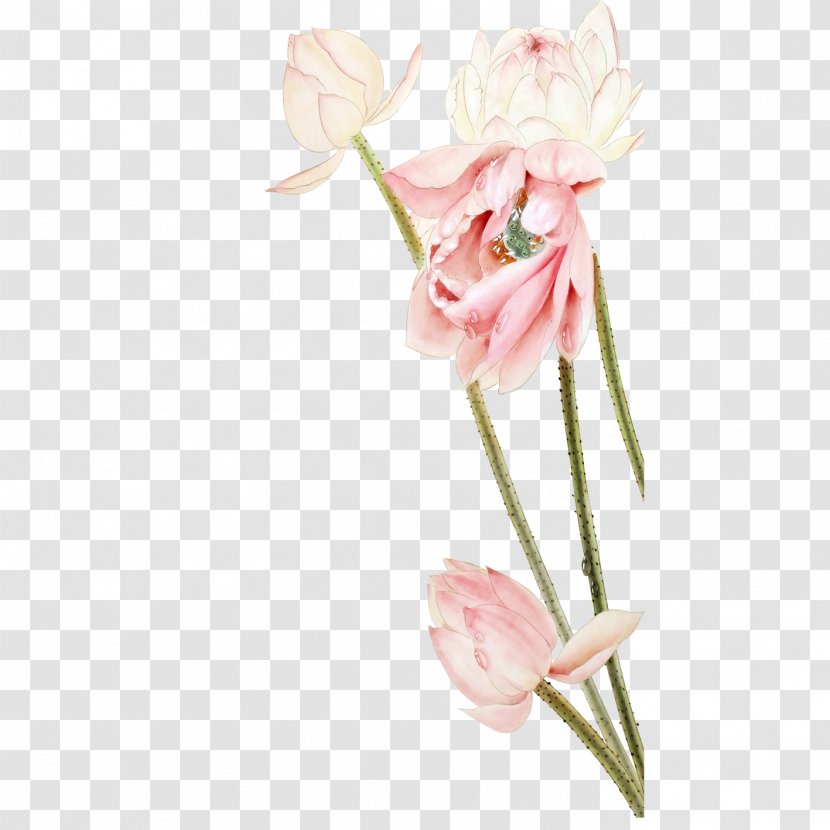 Floral Design Nelumbo Nucifera Pink - Lotus Transparent PNG