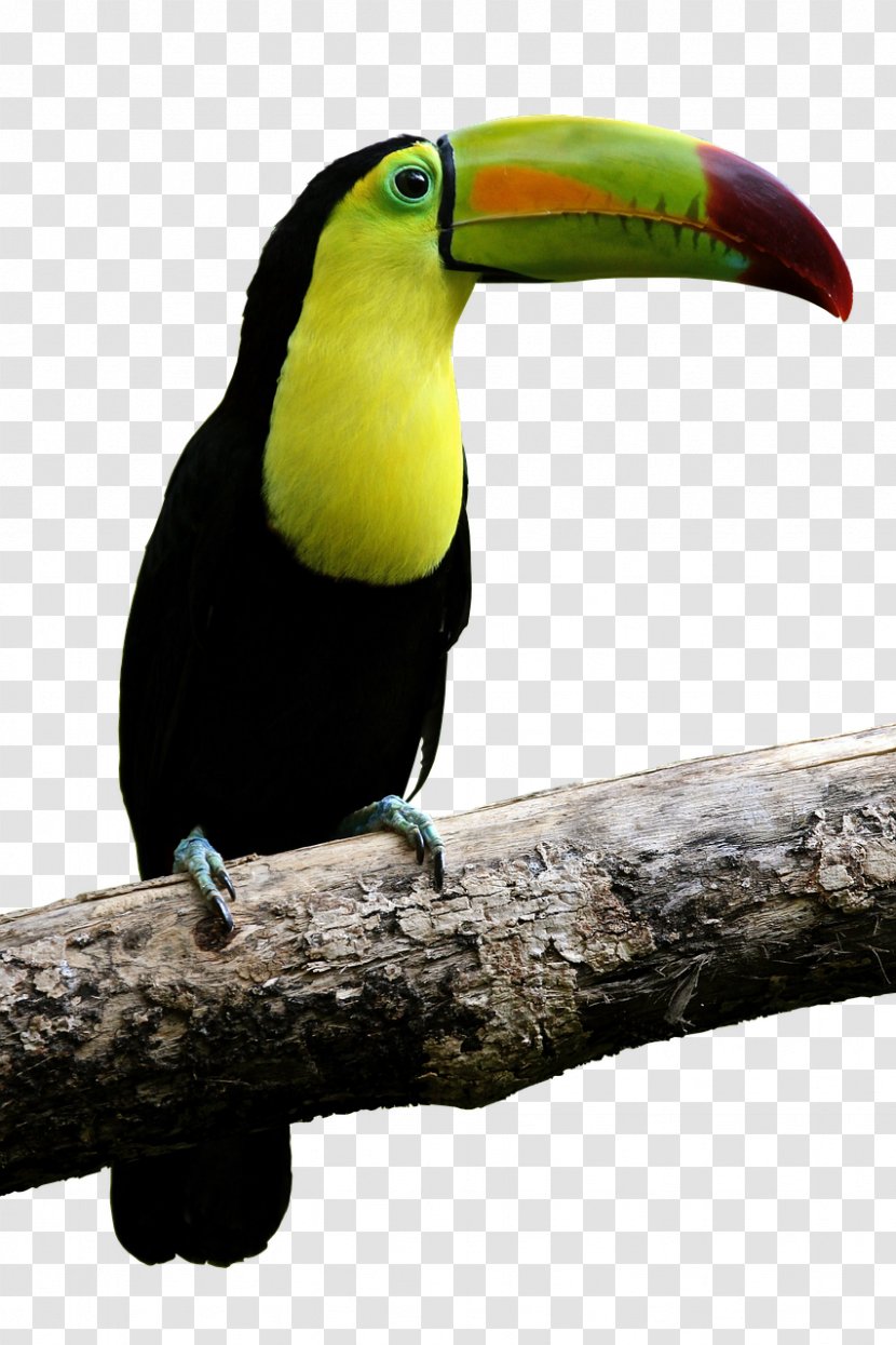 Parrot Bird Toco Toucan Beak - Fauna Transparent PNG