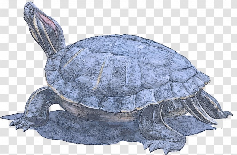 Tortoise Pond Turtle Reptile Kinosternidae - Kemps Ridley Sea Box Transparent PNG