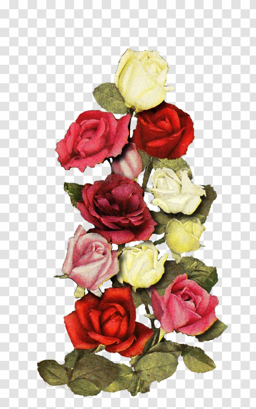 Garden Roses Cabbage Rose Floral Design Cut Flowers - Flower Transparent PNG