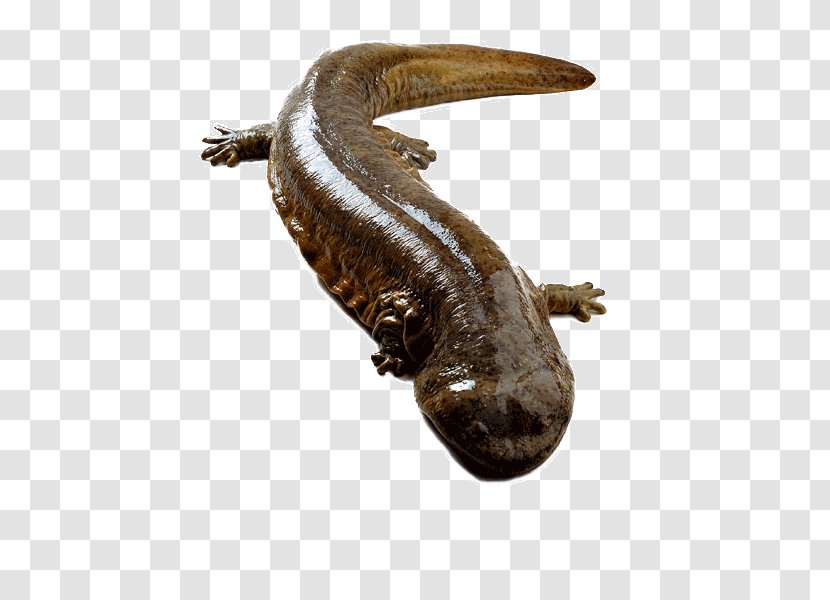Chinese Giant Salamander Japanese Amphibian Yangtze Nombre Cientxedfico - Fauna - Black Transparent PNG