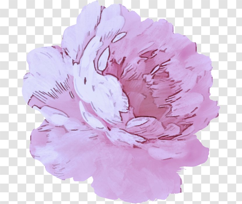 Pink Flower Petal Peony Plant - Carnation Flowering Transparent PNG