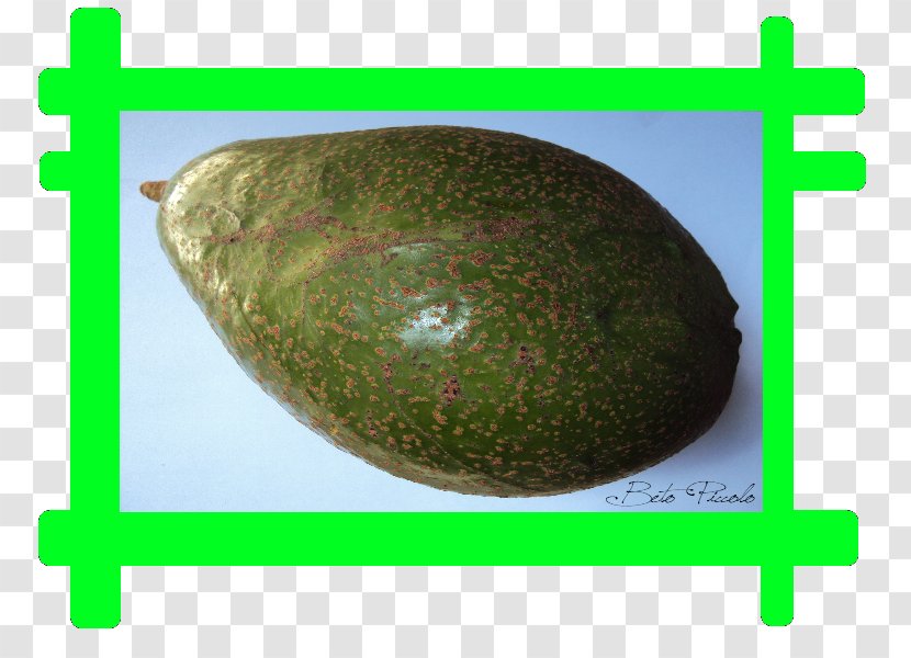 Melon Fruit Transparent PNG