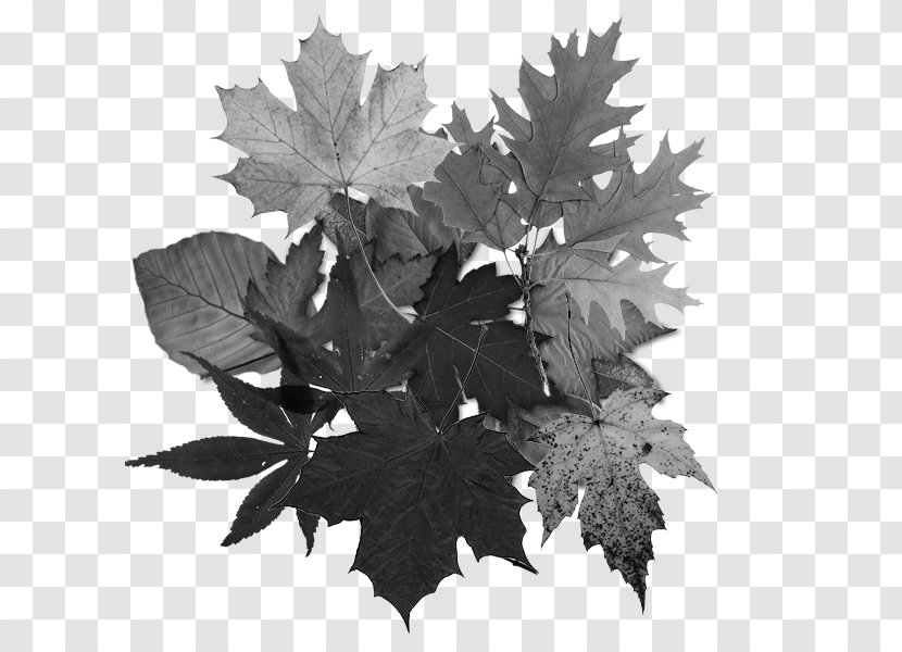 Clip Art Leaf Tree Drawing Paper - Black Maple Transparent PNG