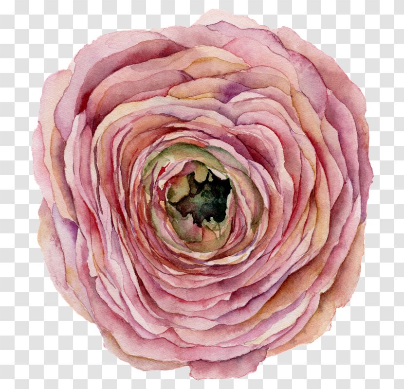 Watercolor Pink Flowers - Plant - Rose Order Flowering Transparent PNG