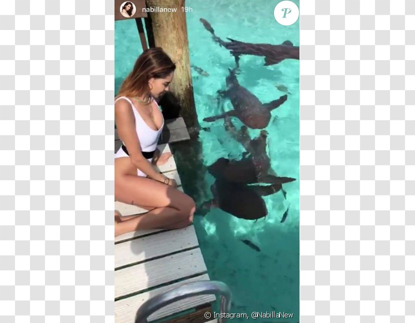 Bahamas Domestic Pig Marriage Shark 0 - Watercolor - L'amoureuse De Casbah Transparent PNG
