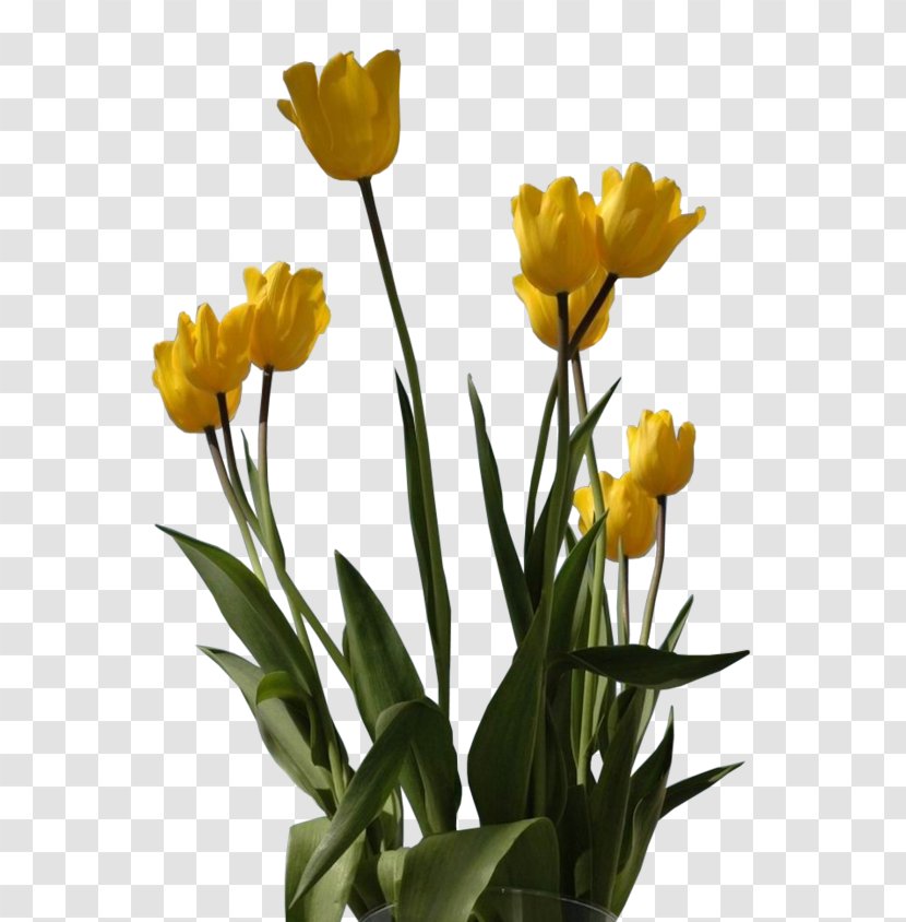 Tulip Cut Flowers Floristry Petal - Homo Sapiens Transparent PNG