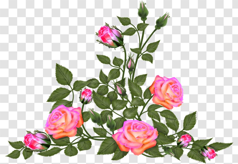 Garden Roses Cabbage Rose Cut Flowers Floral Design - Family - Flower Transparent PNG