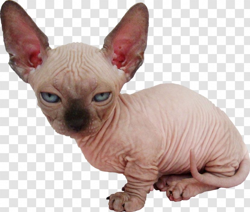 Sphynx Cat Kitten Bambino Food Breed - Whiskers Transparent PNG