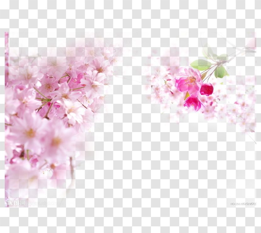 National Cherry Blossom Festival Pink - Magenta - Blossoms Transparent PNG