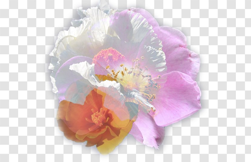 Aster Restaurant Cut Flowers Peony Moth Orchids - Flower Transparent PNG