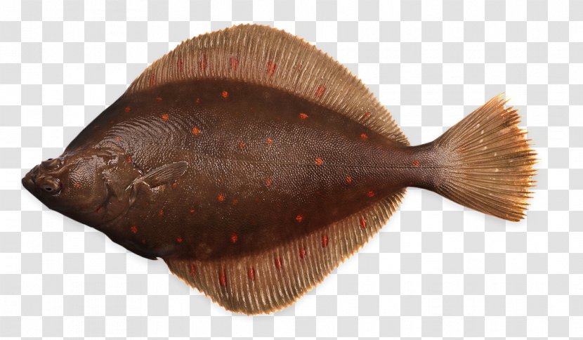Flounder Sole European Plaice Flatfish - Atlantic Mackerel - Fish Transparent PNG