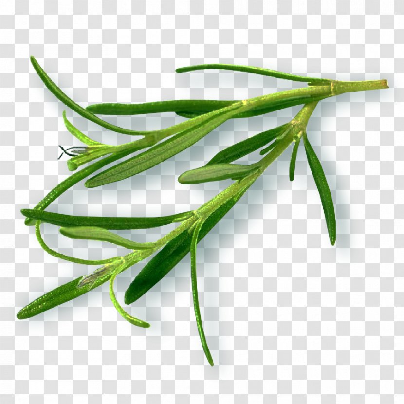 Tarragon Bo International | Essential Oils India Oil Manufacturers Grasses Leaf - Imagine Prep At Surprise Transparent PNG