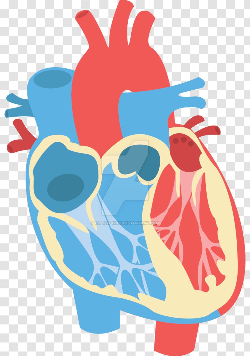 Heart Diagram Anatomy Clip Art - Frame Transparent PNG