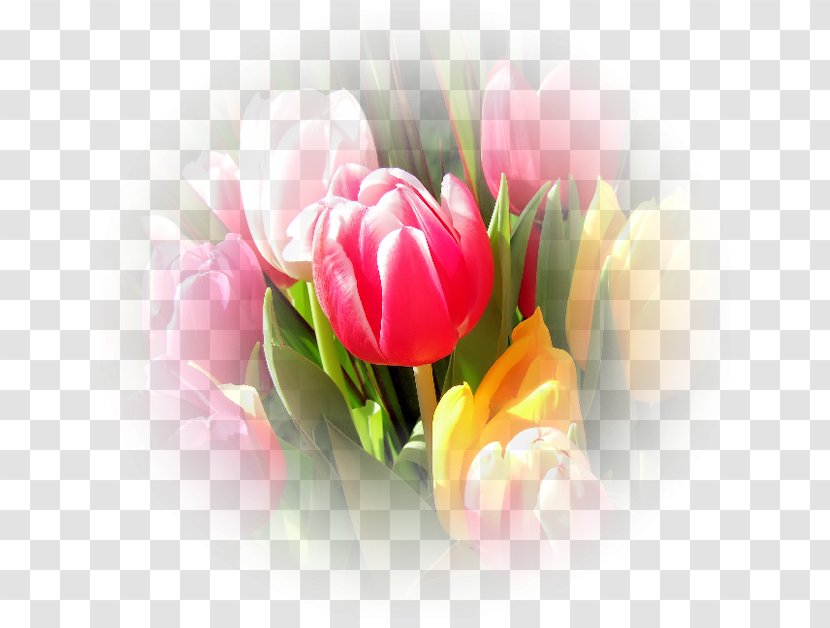 Flower Bouquet Photography Tulipa Turkestanica Pink Flowers - Flowering Plant Transparent PNG