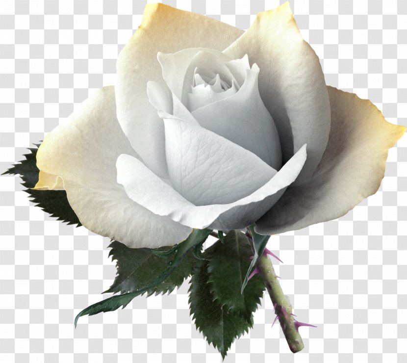 Rose Flower Yellow Pink - White Pictures Transparent PNG