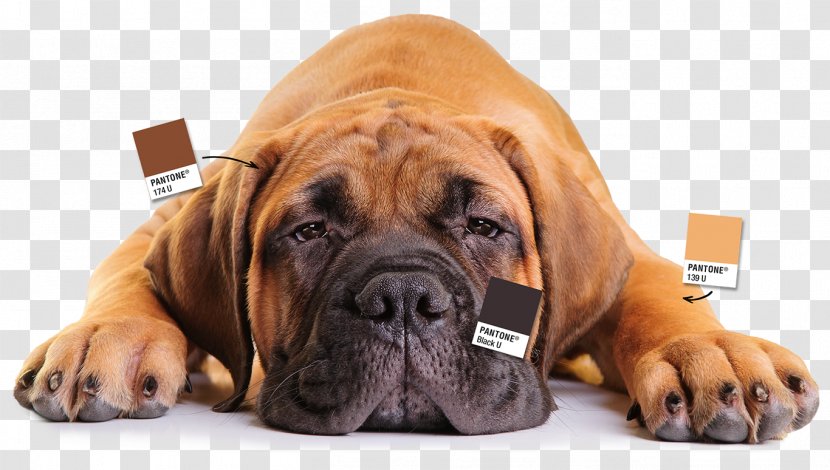 Dog Breed Bullmastiff Boerboel Boxer Tosa - Puppy Transparent PNG