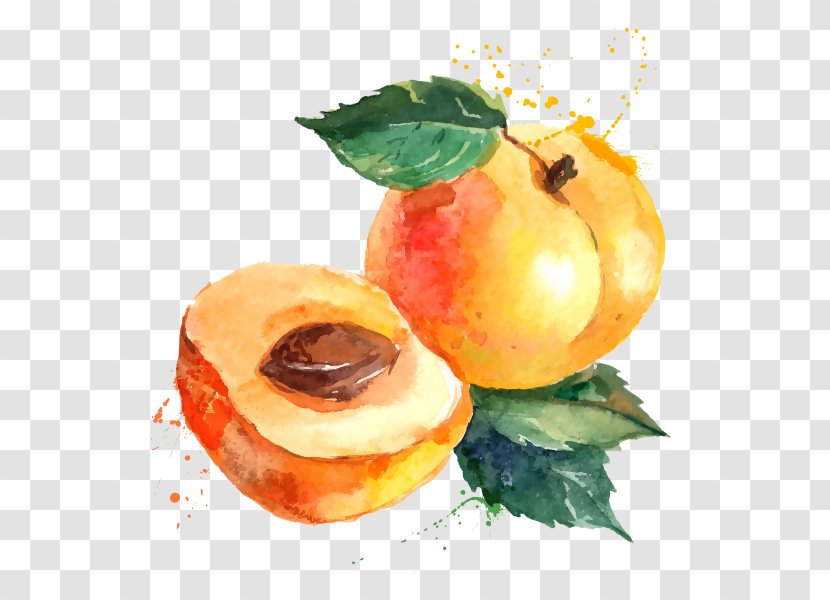Eating Seasonal Food Health Produce - Nectarine - Chesnut Watercolor Transparent PNG