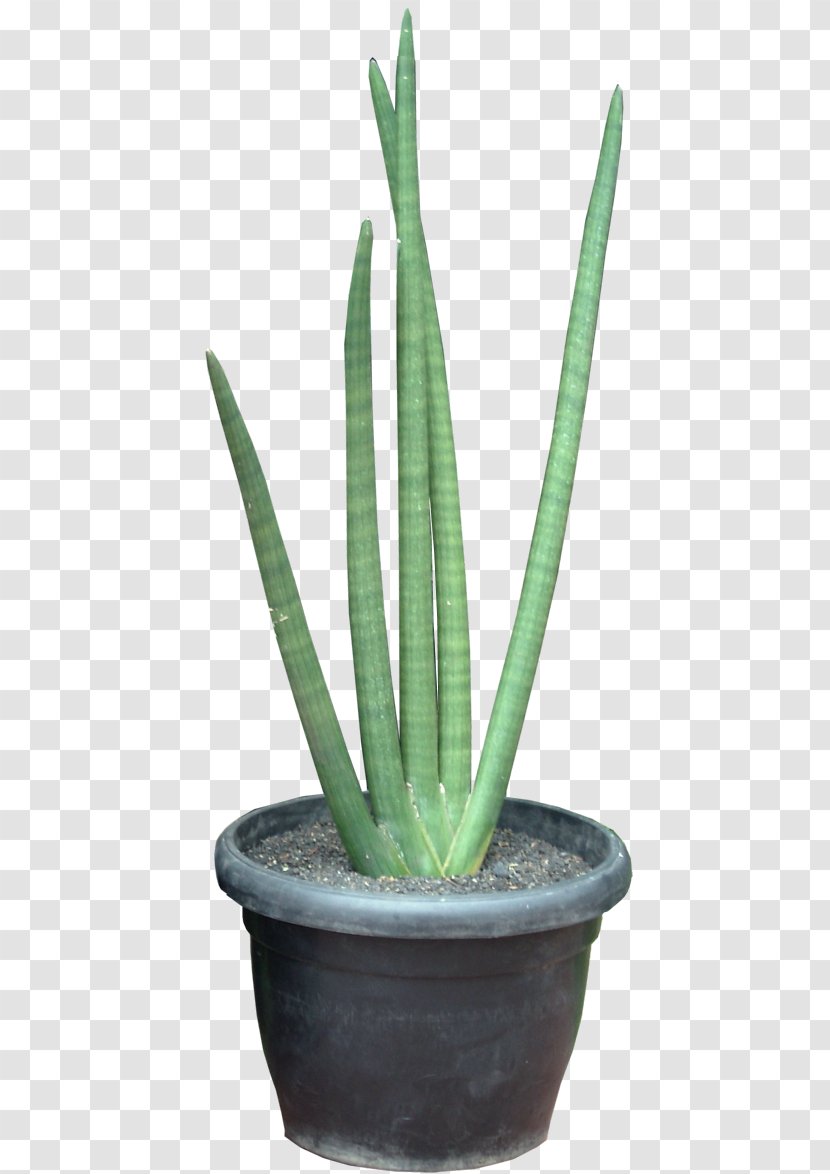 Sansevieria Cylindrica Viper's Bowstring Hemp Succulent Plant Erythraeae Triangle Cactus - Aloe Transparent PNG