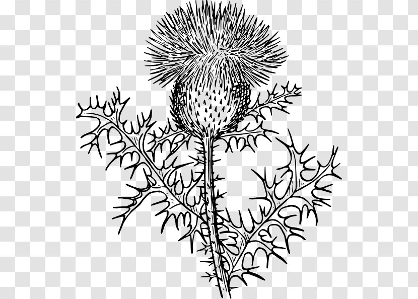 Scotland Milk Thistle Clip Art - Branch - Flower Weeds Cliparts Transparent PNG