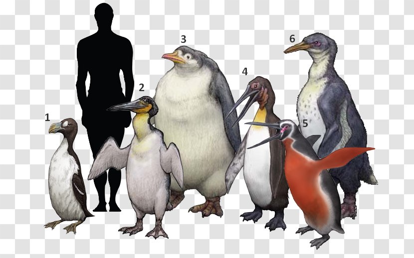 King Penguin Bird Palaeeudyptinae Anthropornis Pachydyptes - Waimanu Transparent PNG