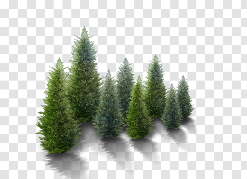 Fir Christmas Tree Pine - Spruce Forest - Snowy Winter Transparent PNG