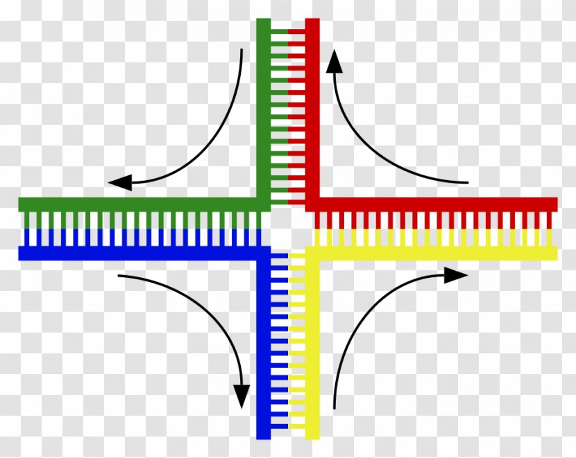 Holliday Junction DNA Genetics Chromosomal Crossover Cruciform - Atomic Force Microscopy Transparent PNG