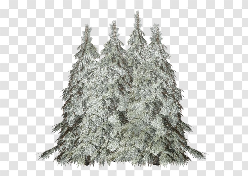 Spruce-fir Forests Christmas Tree Pine - Sprucefir Transparent PNG