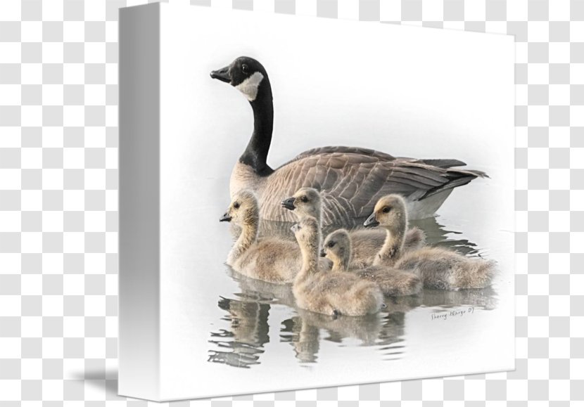 Canada Goose Duck Bird Mallard - Water Transparent PNG