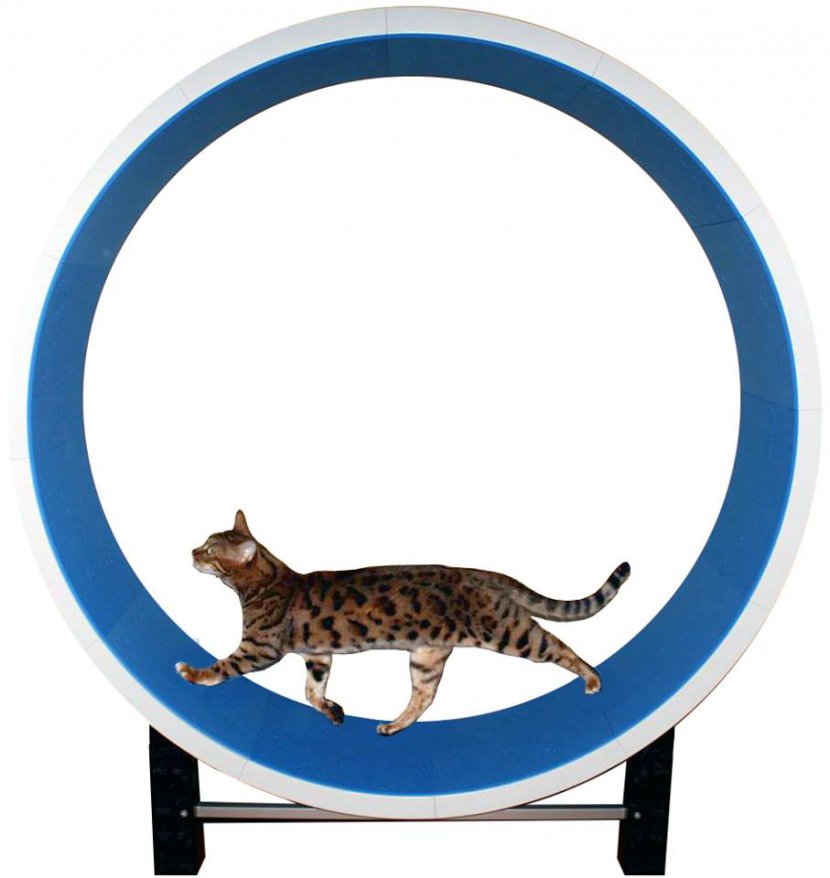 Cat Tree Kitten Felidae Wheel - Microchip Implant - Exercising Cliparts Transparent PNG