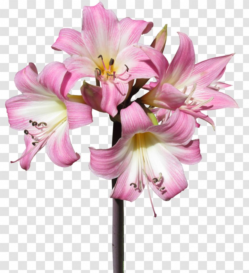 Jersey Lily Flower Belladonna Plants Of The Nile - Floral Design Transparent PNG