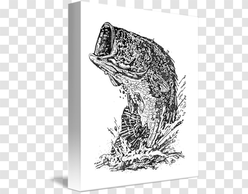 Sketch Cat Amphibians Illustration Fauna Transparent PNG