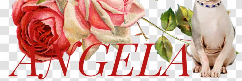 Garden Roses Floral Design Cut Flowers - Rose - Happy Memorial Day Transparent PNG