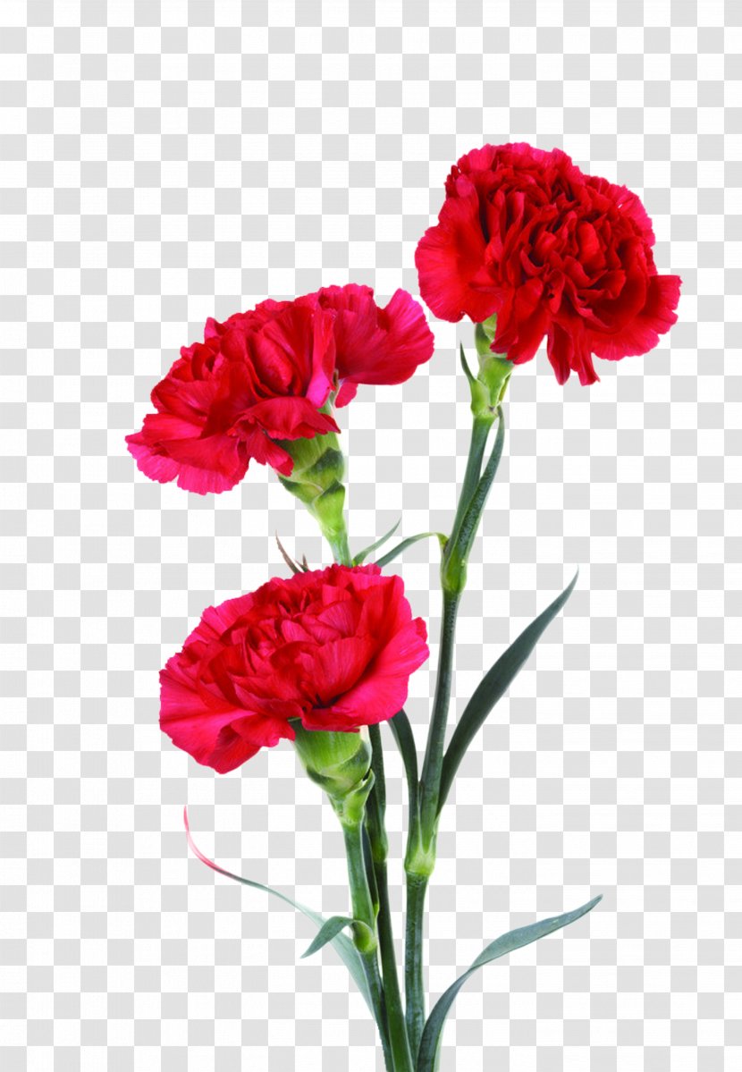 Portable Network Graphics Carnation Image Clip Art Mother's Day - Annual Plant - Mothers Transparent PNG