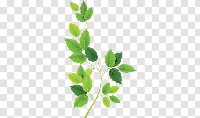 Green Leaf - Herb Transparent PNG