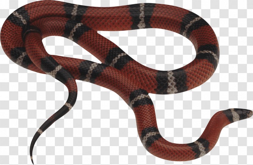 Eastern Brown Snake Reptile Red-bellied Black Venomous - Image Picture Download Transparent PNG