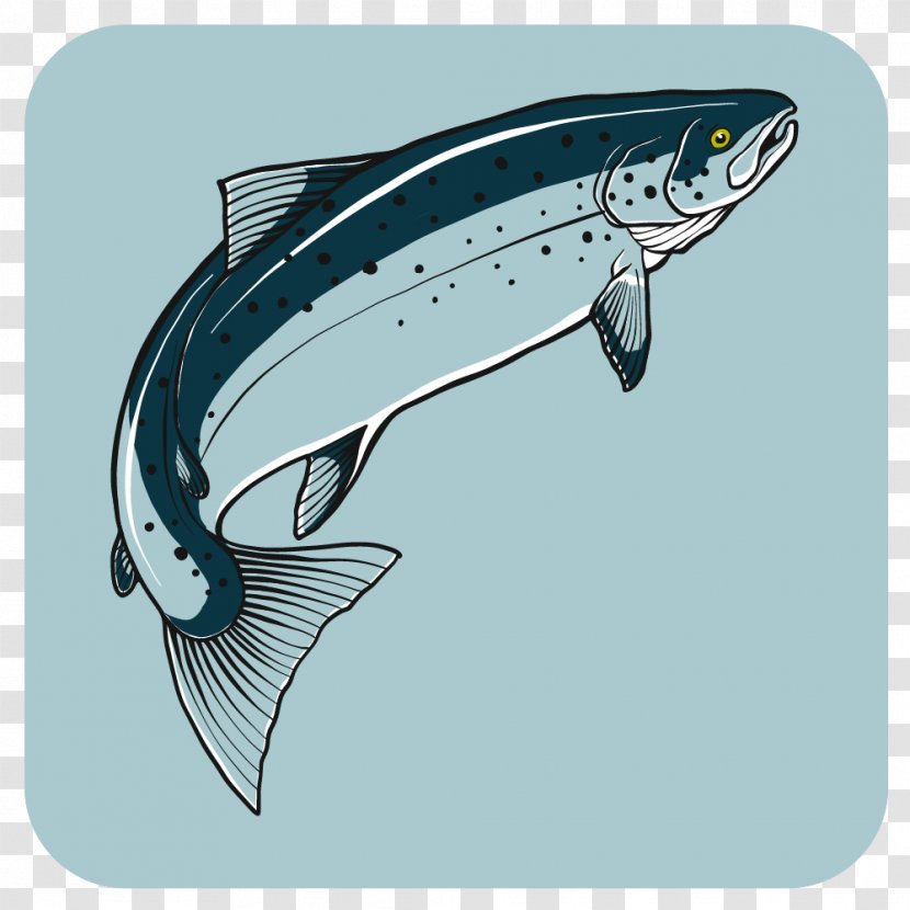 Tofino Fishing Adventures Freedom Cove Cetacea - Seawater Fish Transparent PNG