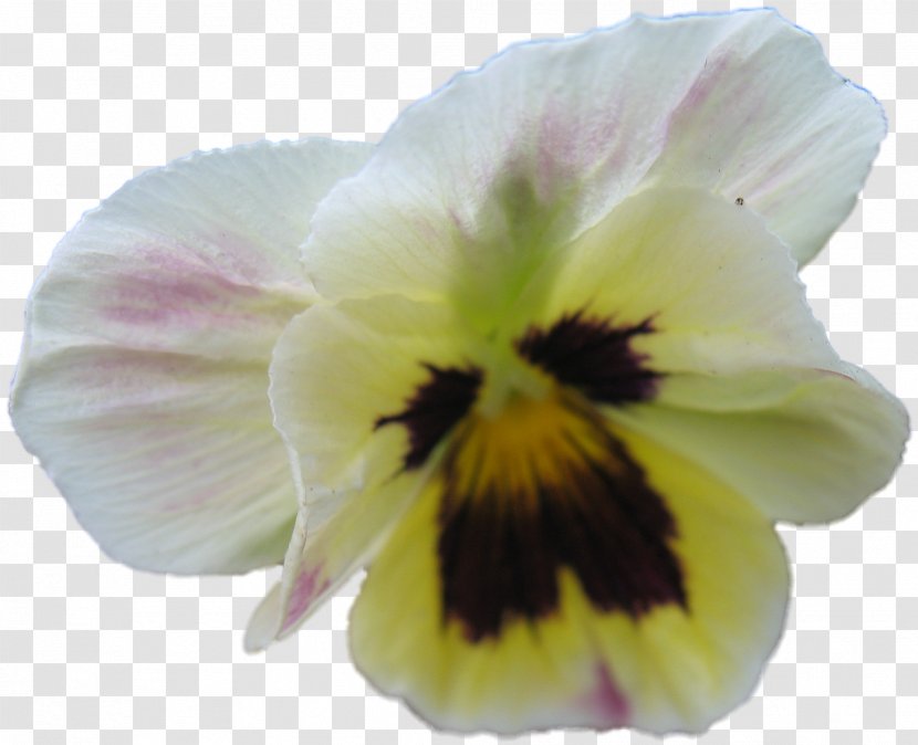 Pansy Close-up - Flower - VIOLA Transparent PNG
